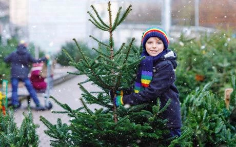 Christbäume