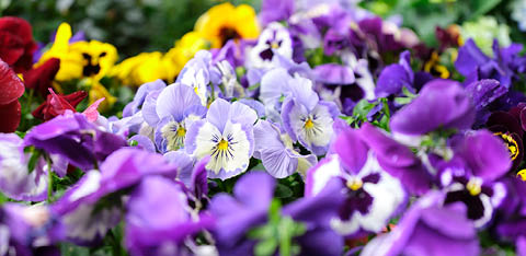Frühlingsblumen