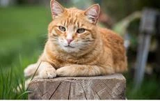 Wissenswertes über Katzen