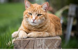 Wissenswertes über Katzen
