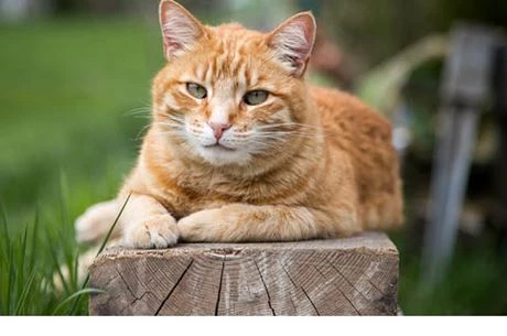 Wissenswertes über Katzen
