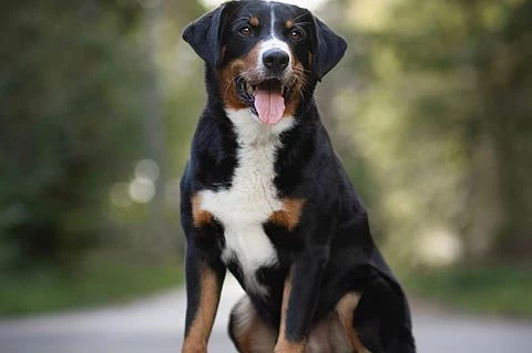 Alles für den Hund