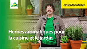 Conseils de jardinage - Herbes aromatiques pour la cuisine et le jardin