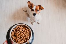 Aliments pour chiens