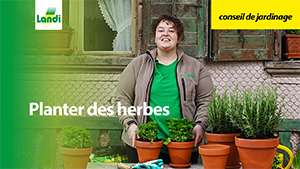 Conseils de jardinage - Planter des herbes