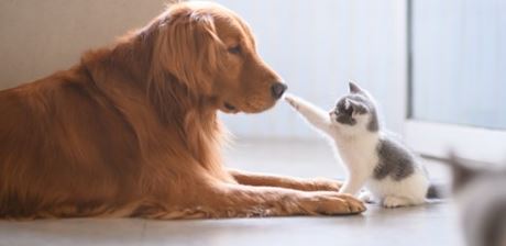 Animaux domestiques