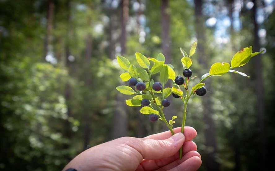 Heidelbeeren pflanzen: So geht es - LANDI - LANDI