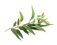 Eukalyptus
