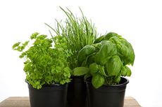 Calendrier de semis Fines herbes