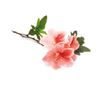 Alpenrose