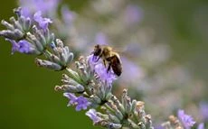 Partnerschaft mit BienenSchweiz