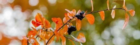 Herbstzeit im Garten nutzen
