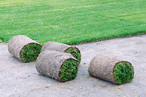 Rollrasen