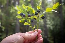 Heidelbeeren pflanzen