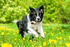 Alles für den Hund