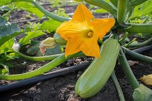 Zucchini pflanzen