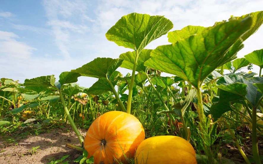 Krbisse pflanzen im eigenen Garten: So geht es - LANDI - LANDI
