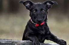 Hundezubehör