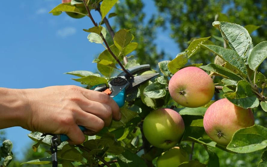 Apfelbaum schneiden: Wann und wie Sie vorgehen sollten | LANDI - LANDI