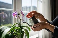 Orchideen pflegen