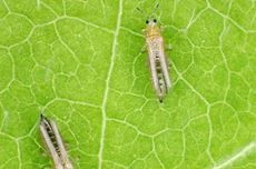 Lutter contre les thrips