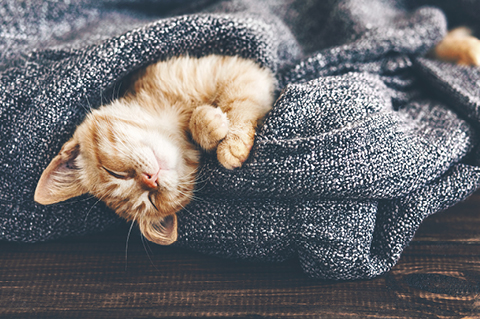 Tout pour les chats