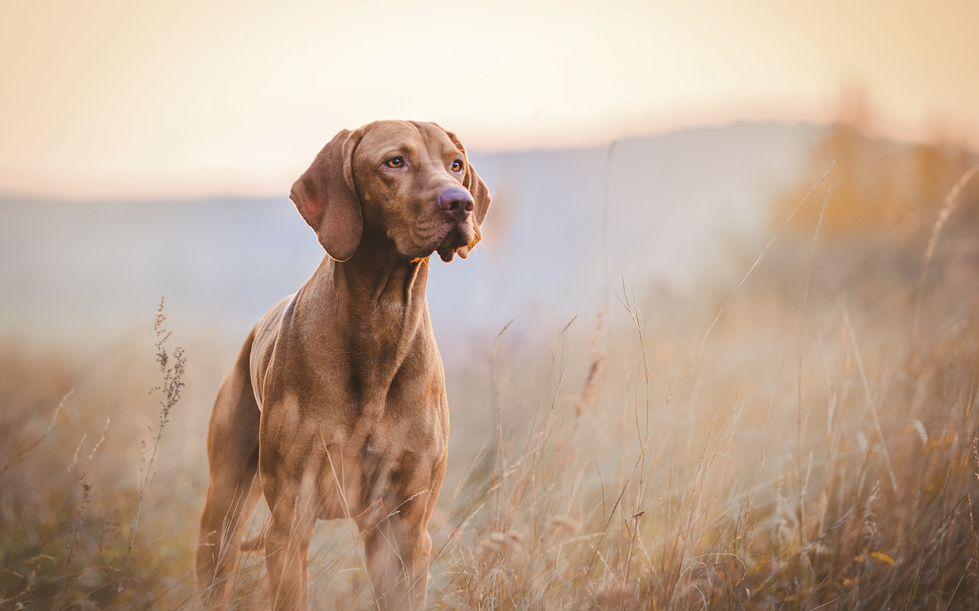 Tout Pour Les Chiens Landi