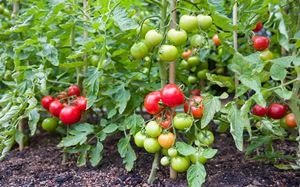 Tomaten pflanzen