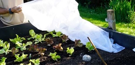 Schutz für Ihre Pflanzen