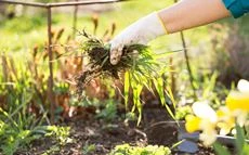 Identifier les mauvaises herbes