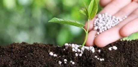 Pflanzen gezielt stärken