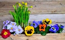 Osterblumen