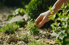 Éliminer les mauvaises herbes