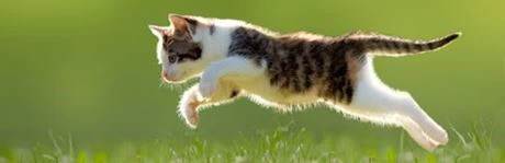 Alles für die Katze