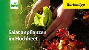 Gartentipp - Salat anpflanzen im Hochbeet