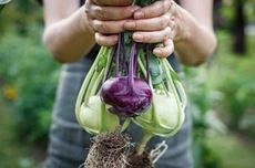 Kohlrabi pflanzen
