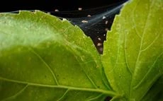 Insectes