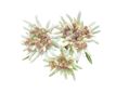 Edelweiss
