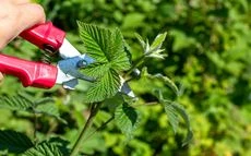 Himbeeren schneiden