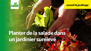 Conseils de jardinage - Planter de la salade dans un jardinier surélevé