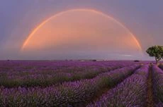 Lavendel pflanzen