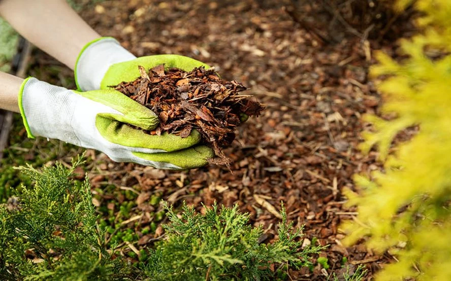 Mulchen: So schtzen und pflegen Sie Ihren Garten richtig | LANDI - LANDI