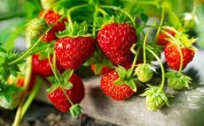 Erdbeeren vermehren