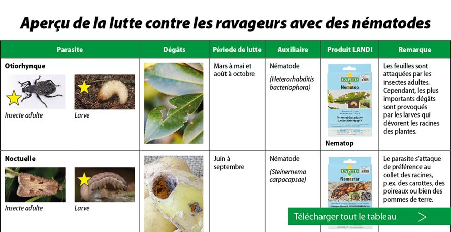 Trichogrammes auxiliaires anti mites alimentaires
