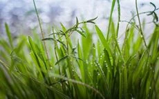 Hirse im Rasen
