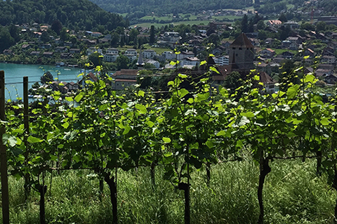 Feuille d'information «Protéger correctement la vigne»