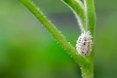 Lutter contre les cochenilles