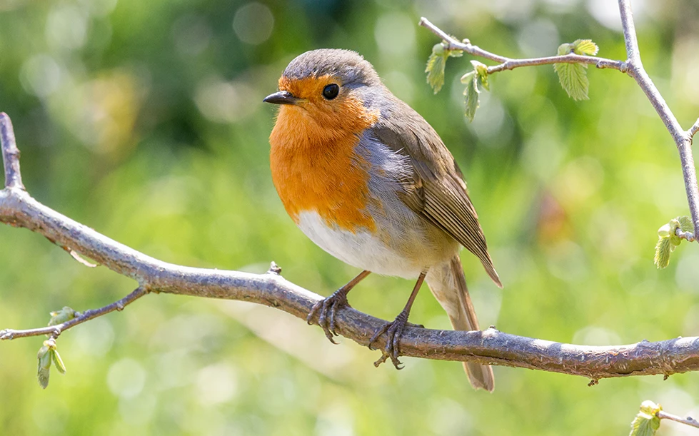 Nourrir Les Oiseaux Toute L Annee Landi