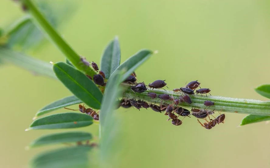 organischer dünger hersteller Melko Organischer Mehlwurmkotdünger für Garten & Pflanzen main image 0