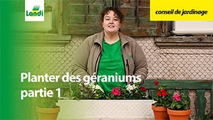 Conseils de jardinage - Planter des géraniums partie 1
